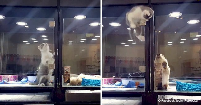 Adorable pet store kitten escapes enclosure to visit lonely puppy friend