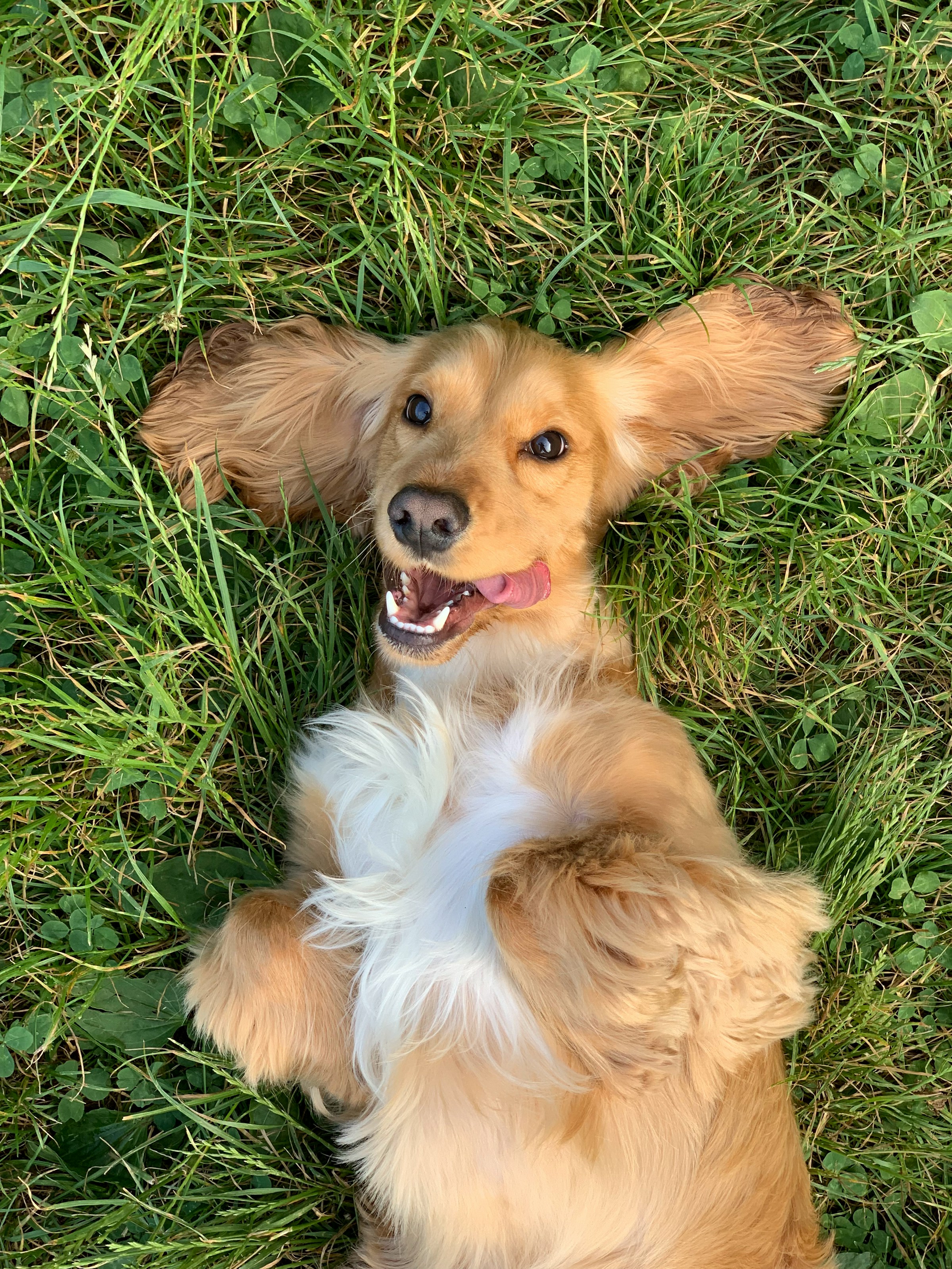 A dog lying on the grass | Source: Unsplash