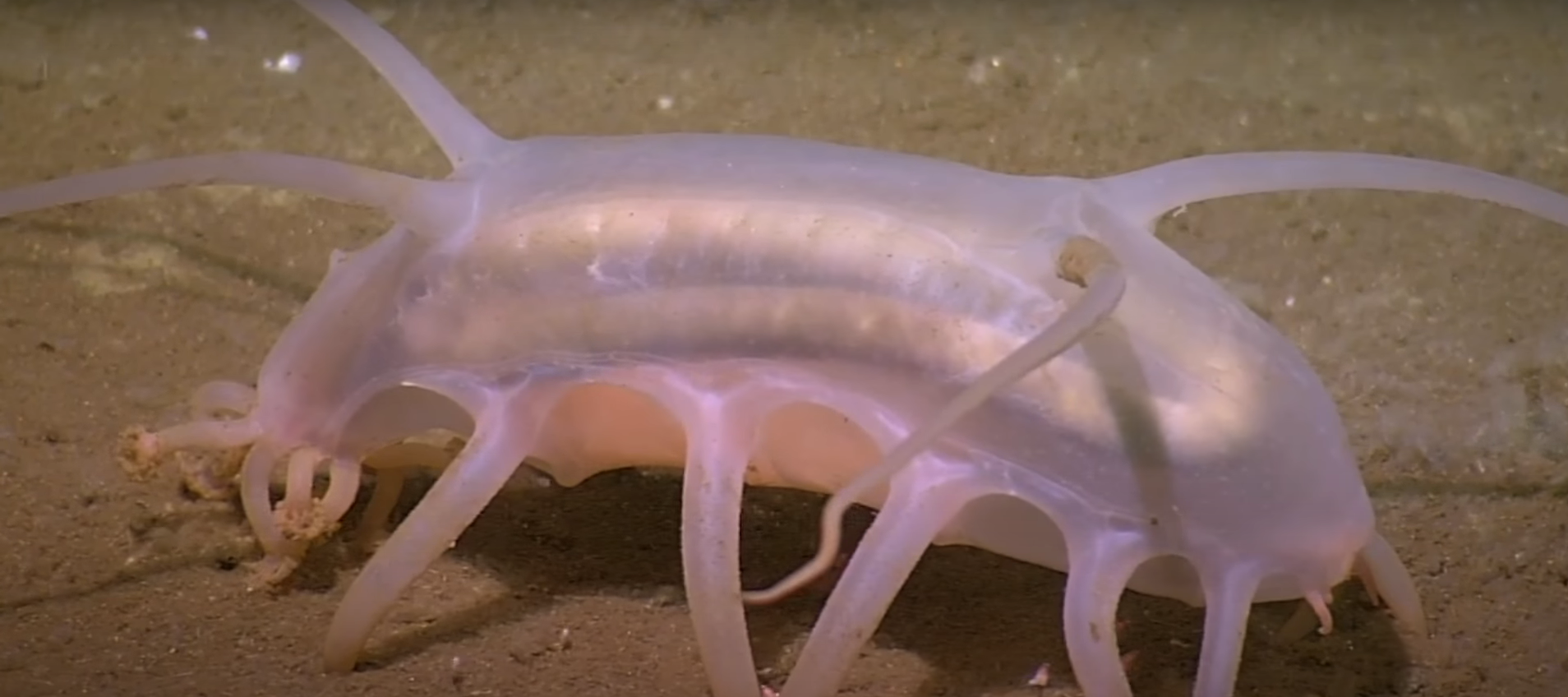 Photo of Sea pig. | Source: youtube.com/WIRED