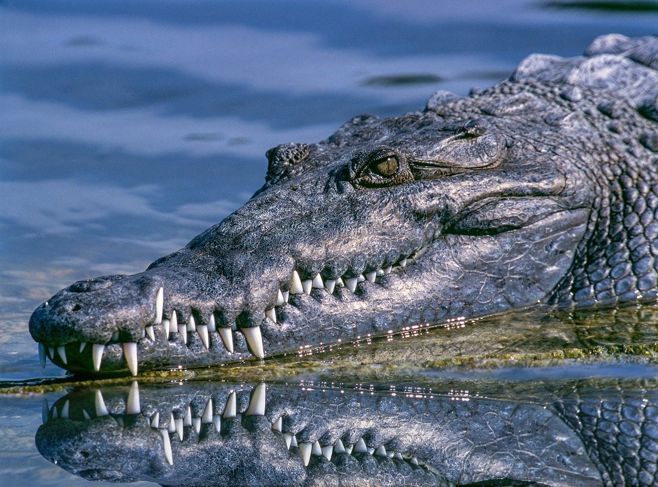 An alligator with huge fangs is seen in the water. | Photo: Pixabay