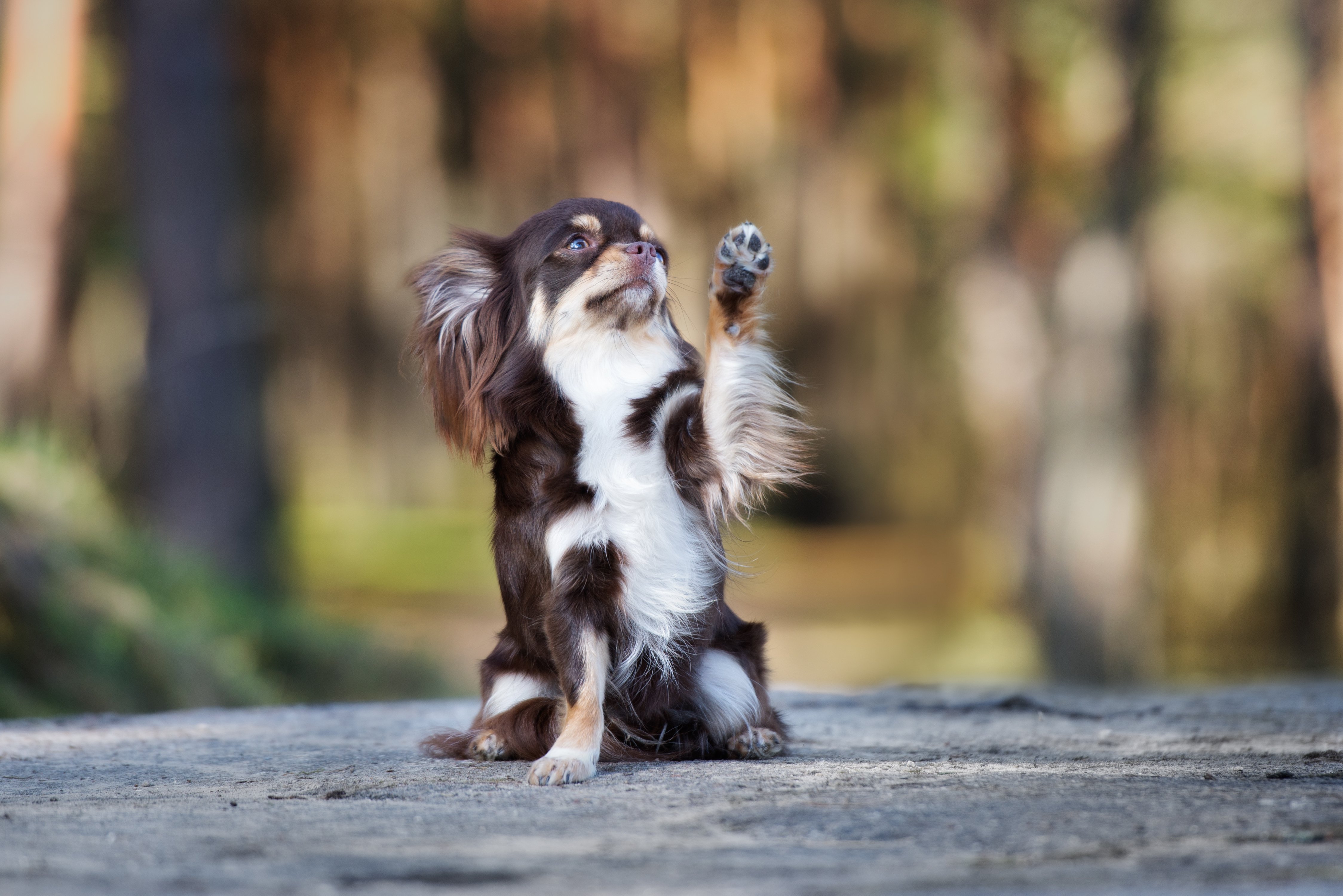 Chihuahua dog waves paw in the air | Photo: Shutterstock 