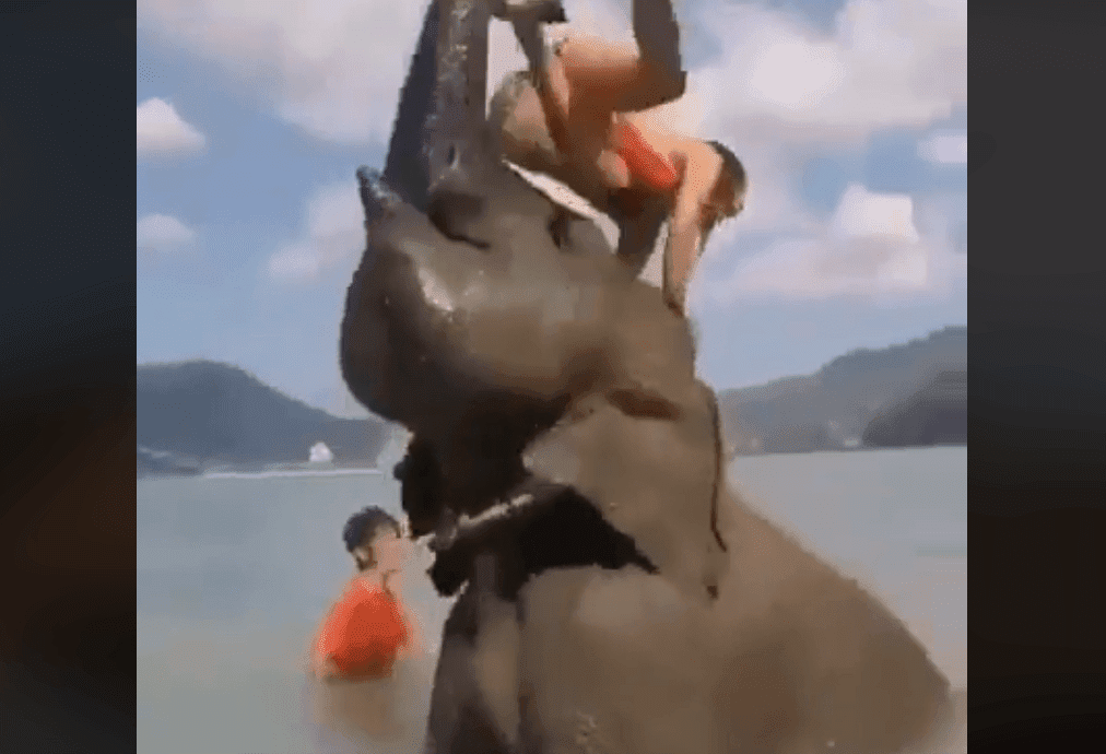 Mujer siendo lanzada por el elefante / Imagen tomada de: Facebook / Memerable Mujer siendo lanzada por el elefante / Imagen tomada de: Facebook / Memerable