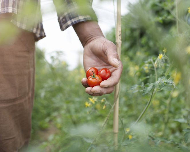 Close up of hand holding tomatoes | Photo: Getty Images