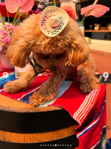 Orlando Bloom's pet dog, dated August 2025 | Source: Instagram/orlandobloom