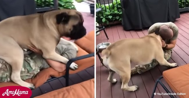 Mammoth bullmastiff can't stop clambering over owner when they are finally reunited 