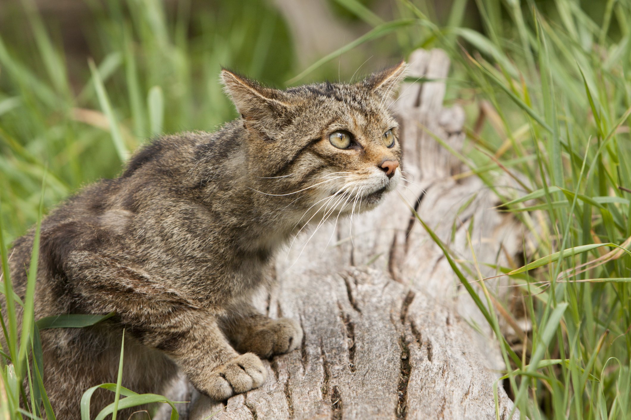 Schottische Wildkatze I Quelle: Getty Images