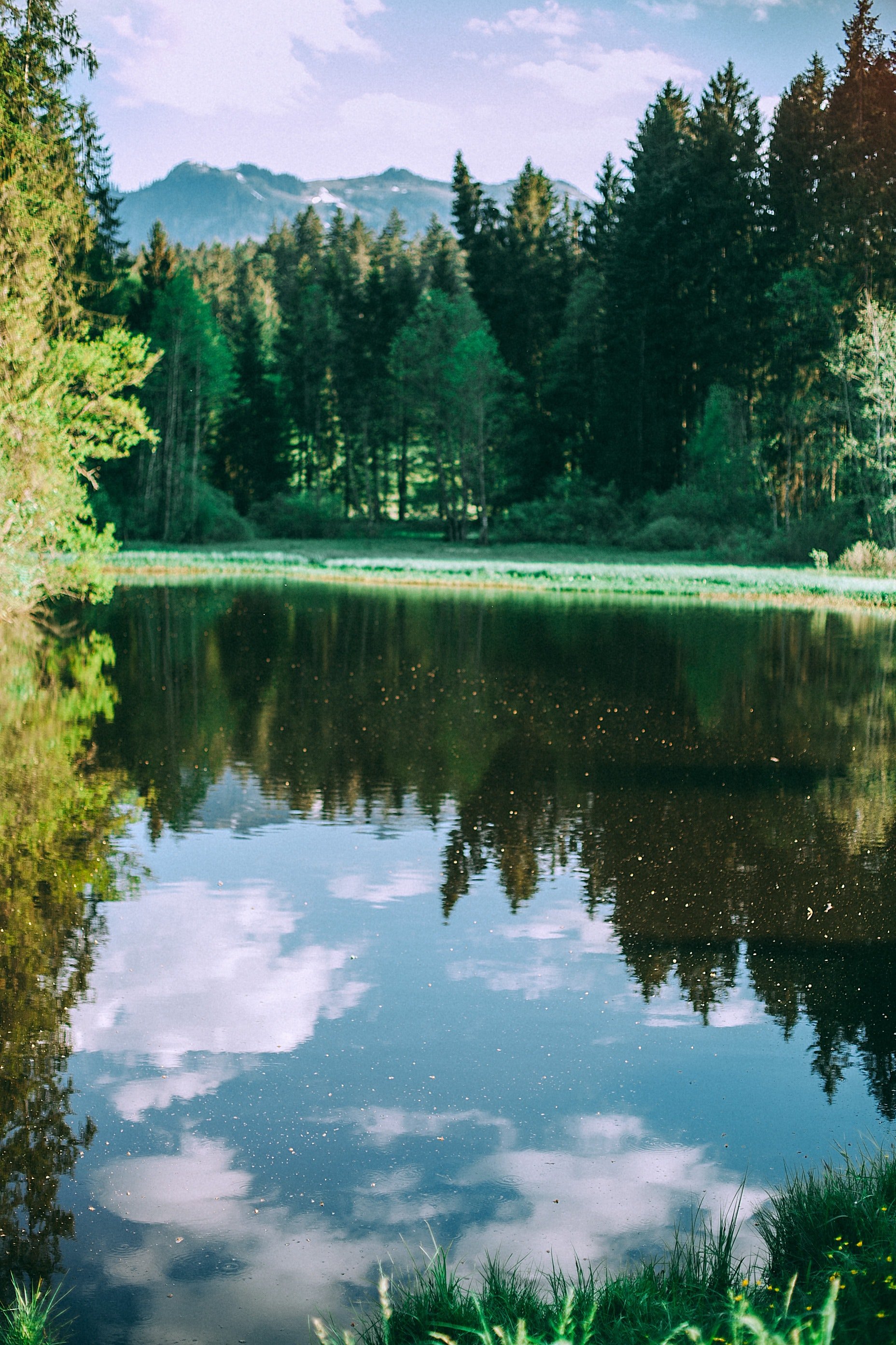 Pictured - A pond in the green forest | Source: Pexels 