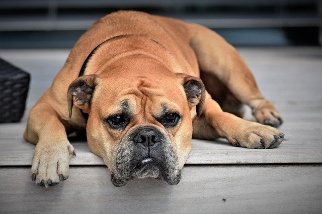 Un bulldog. | Fuente: Pixabay