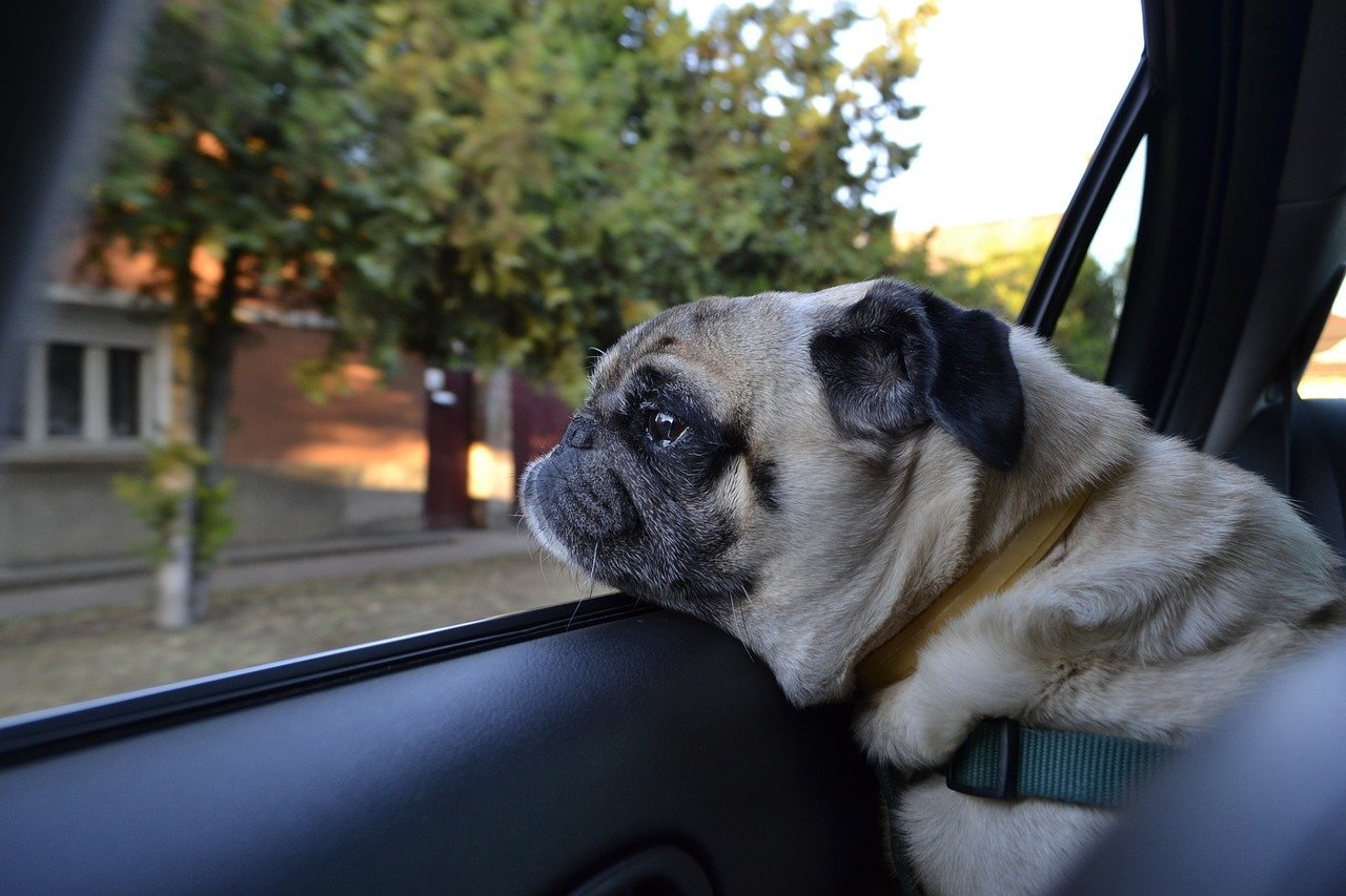 Exemplarisches Foto von Hund im Auto | Quelle: Eszter Hornyai/Pixabay