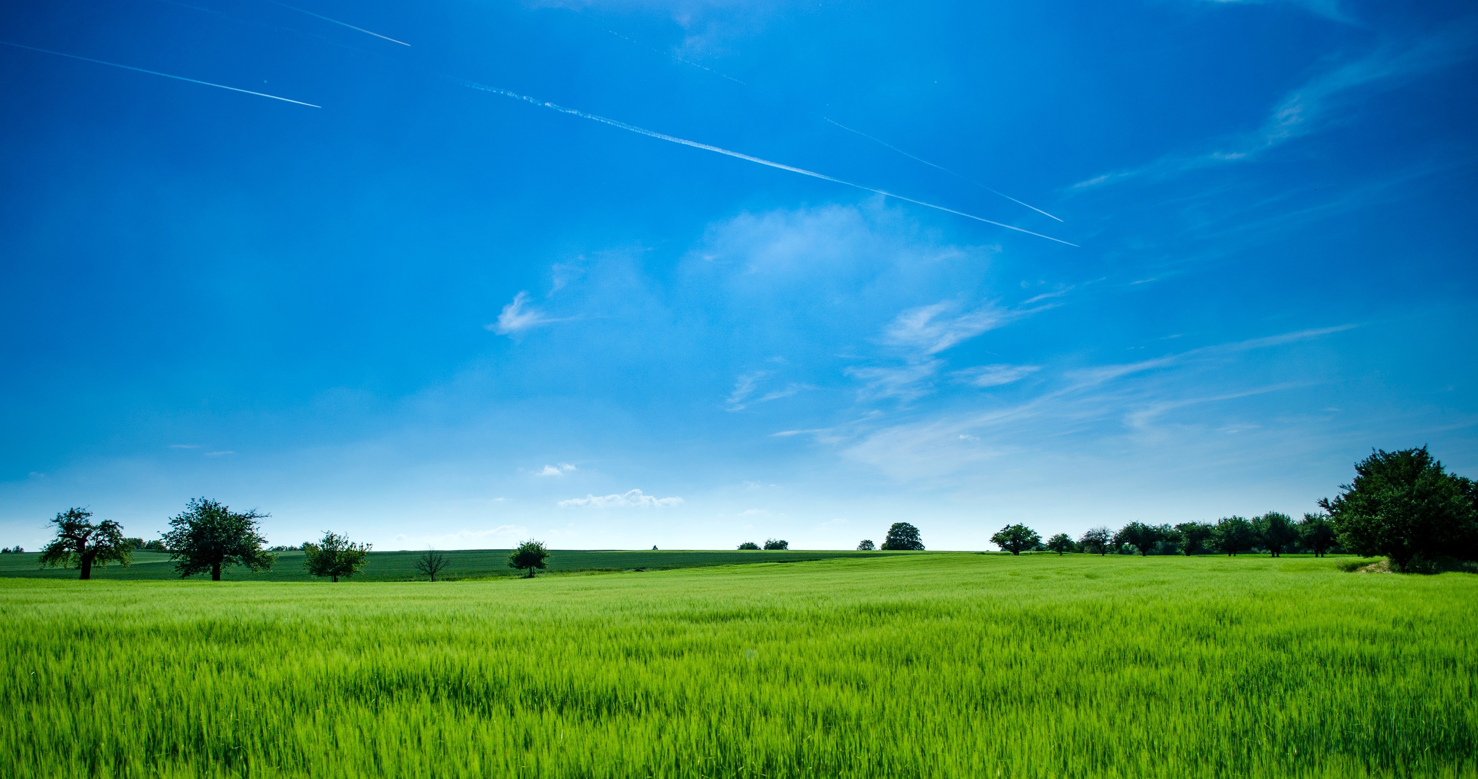 Pictured - A photo of a green field and a clear blue sky | Source: Pexels 