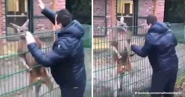  'Brave' man rudely taunts and punches caged kangaroo at the zoo (video)