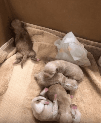 Les chiots sont maintenant pris en charge dans un centre d'hébergement d'urgence du comté d'Orange. | Youtube/RivCOanimalsPIO Les chiots sont maintenant pris en charge dans un centre d'hébergement d'urgence du comté d'Orange. | Youtube/RivCOanimalsPIO