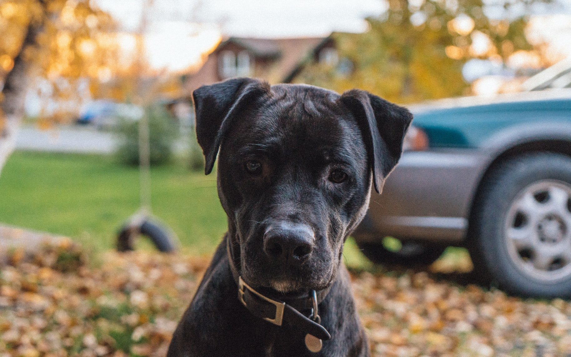 A pup sitting on the field covered with withered leaves.  |  Source: Unsplash