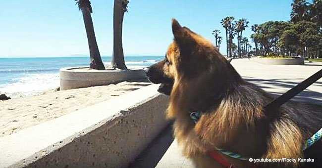 German Shepherd Sees the Ocean for the First Time and His Reaction Goes  Viral