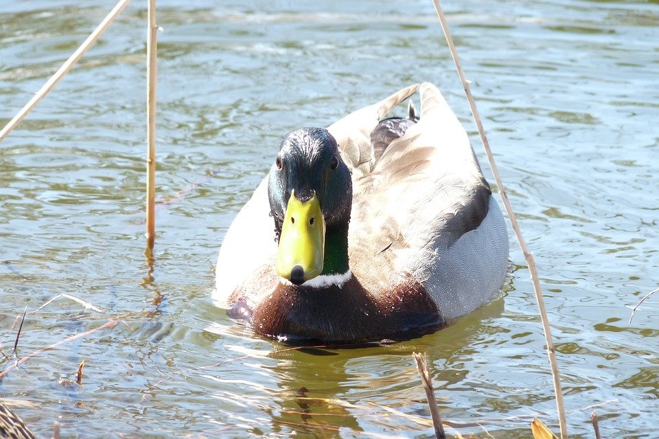 Un canard dans l'eau. | Photo : Getty Images