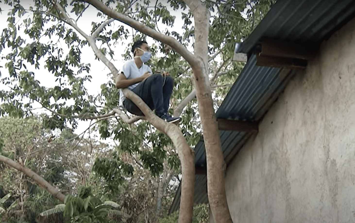 Alexander Contreras subido al árbol desde donde toma sus clases. | Foto: Youtube/Canal 12 El Salvador