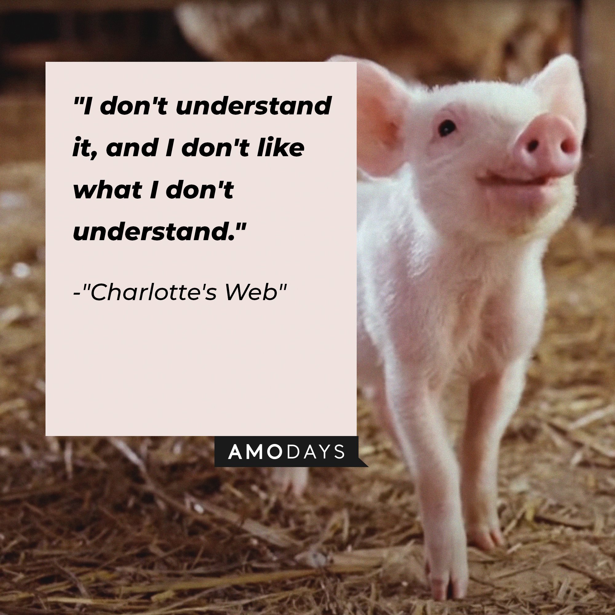 Charlotte's Web quote: "I don't understand it, and I don't like what I don't understand." | Image: AmoDays