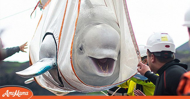 A picture of the Beluga Whale being returned to the wild | Photo: Getty Images