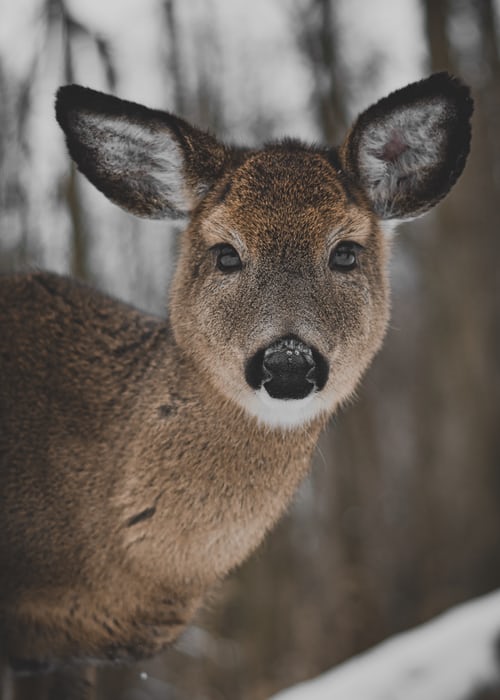 Un cerf dans la nature | Unsplash
