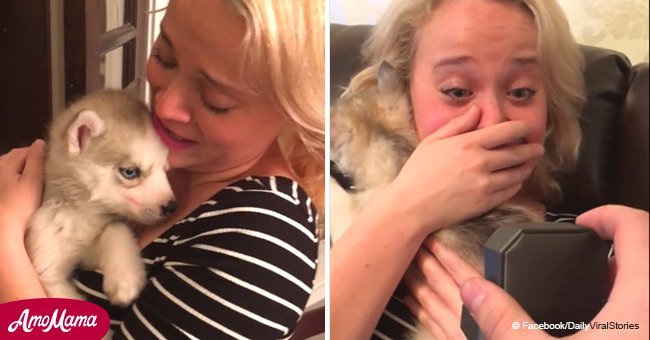 Boyfriend surprised partner with husky puppy and wedding proposal