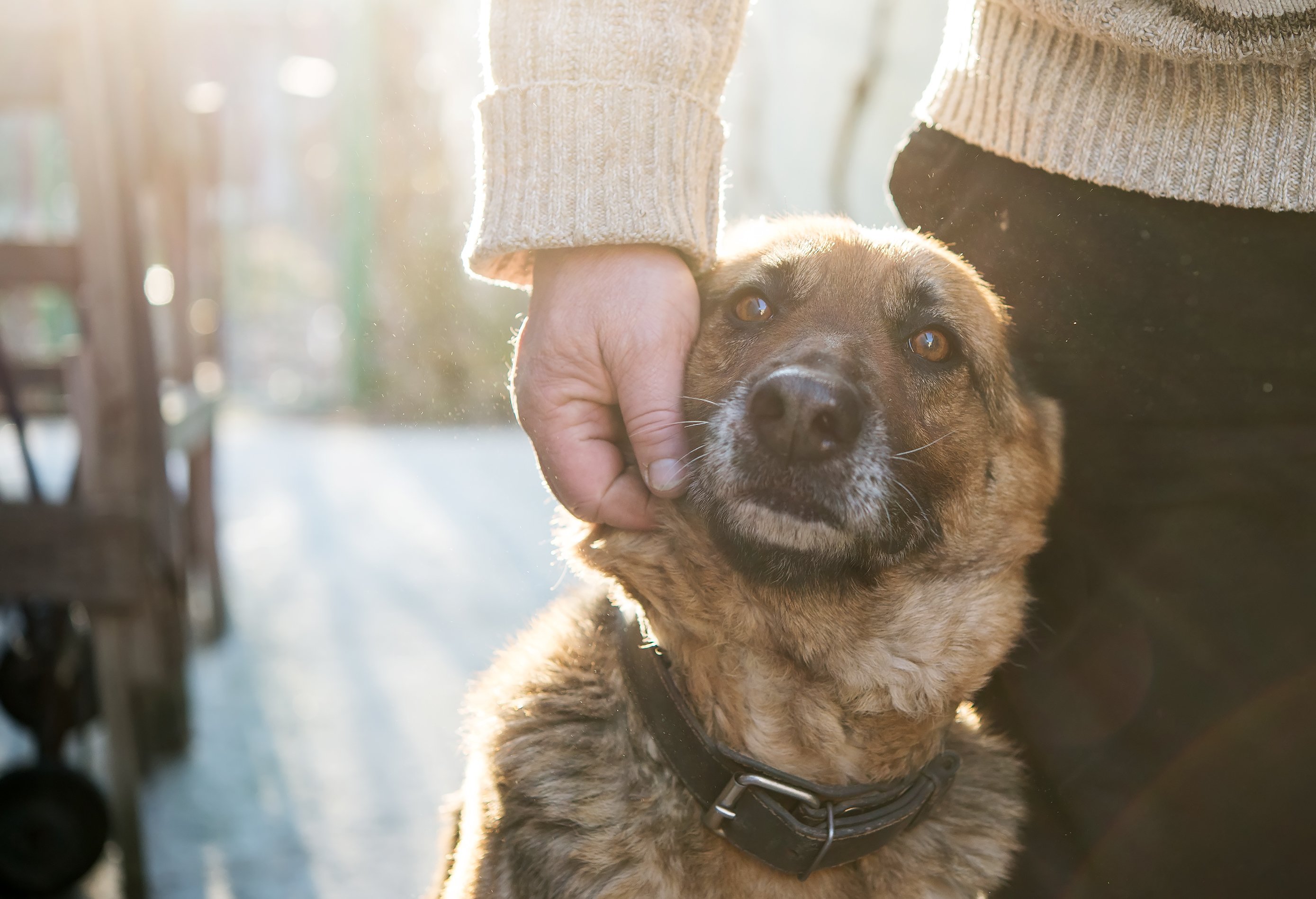 Mann und sein deutscher Schäferhund | Quelle: Getty Images Mann und sein deutscher Schäferhund | Quelle: Getty Images