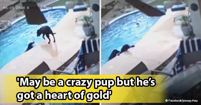 Video of heroic dog rescuing his canine buddy from drowning in pool still melts hearts