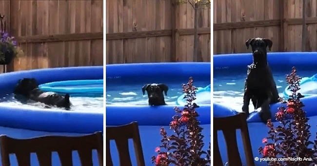 Dog sneaks into swimming pool and gets caught by owner [video]