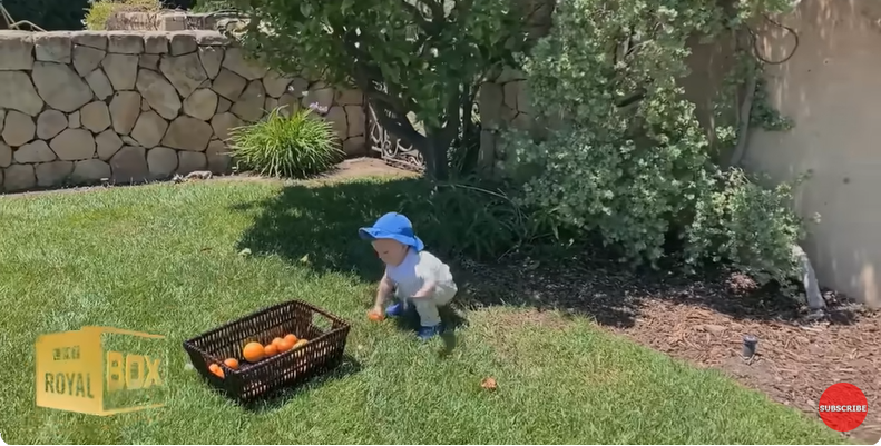 Archie Harrison Mountbatten-Windsor picking oranges at home from a YouTube video dated December 15, 2022 | Source: Youtube/@LMT