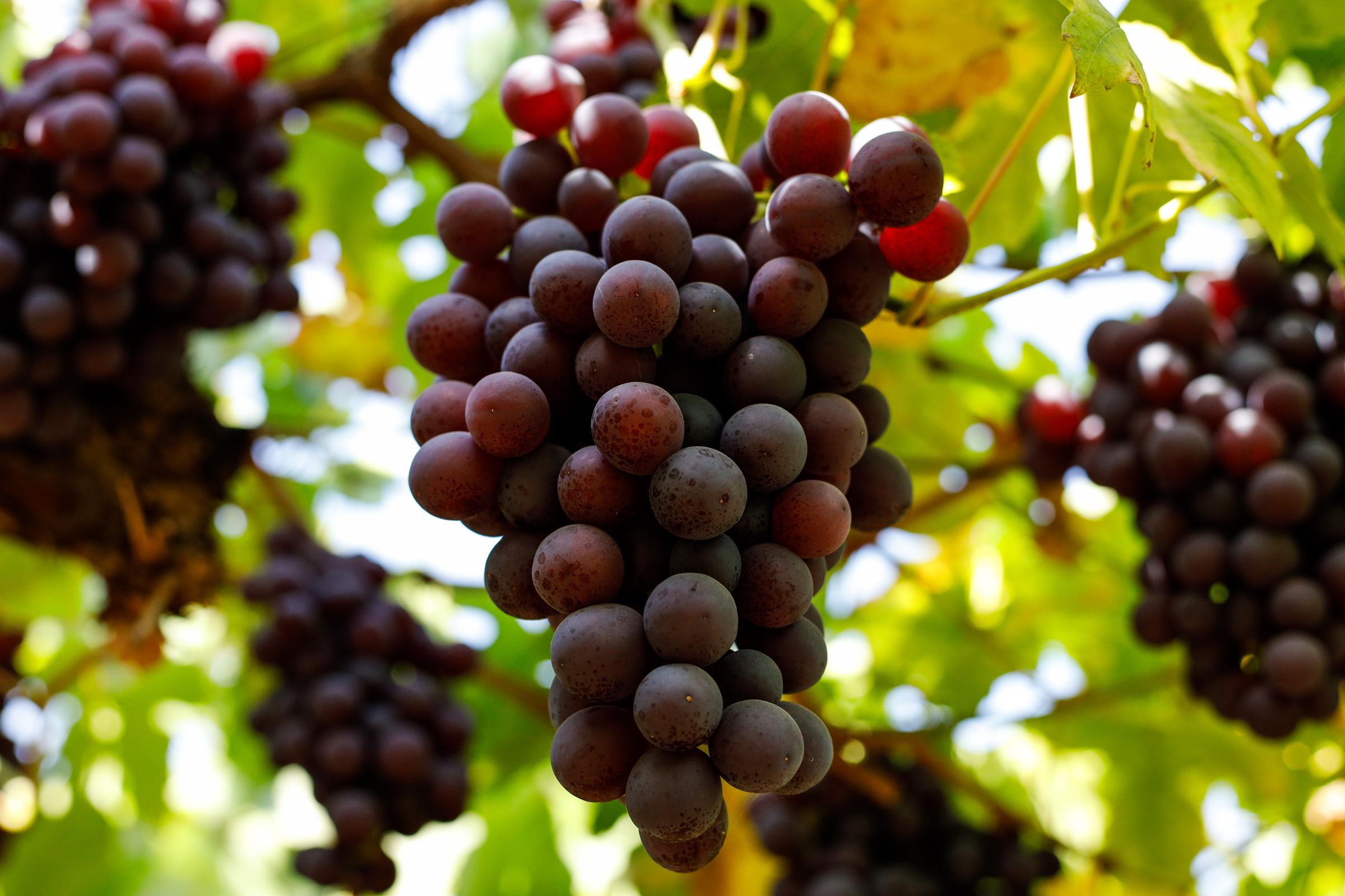 Grapes ready for picking | Source: Getty Images
