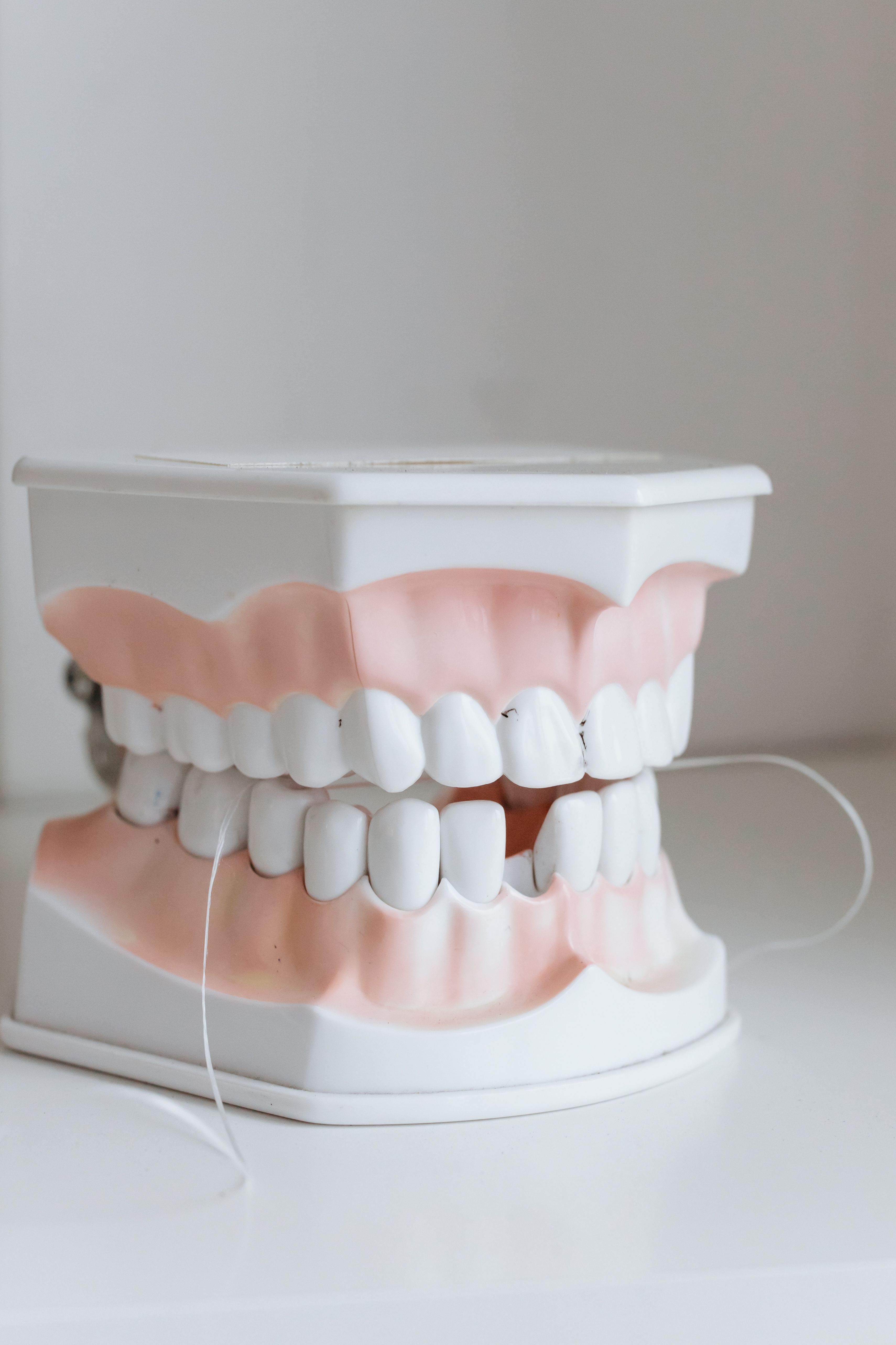 A dental model with floss threaded between teeth | Source: Pexels