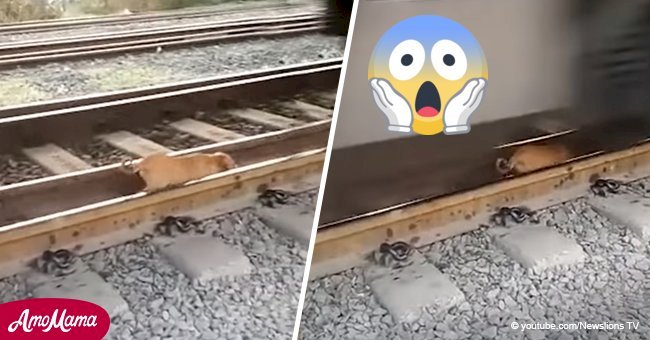 Perro callejero se duerme en las vías y se salva milagrosamente cuando pasa el tren
