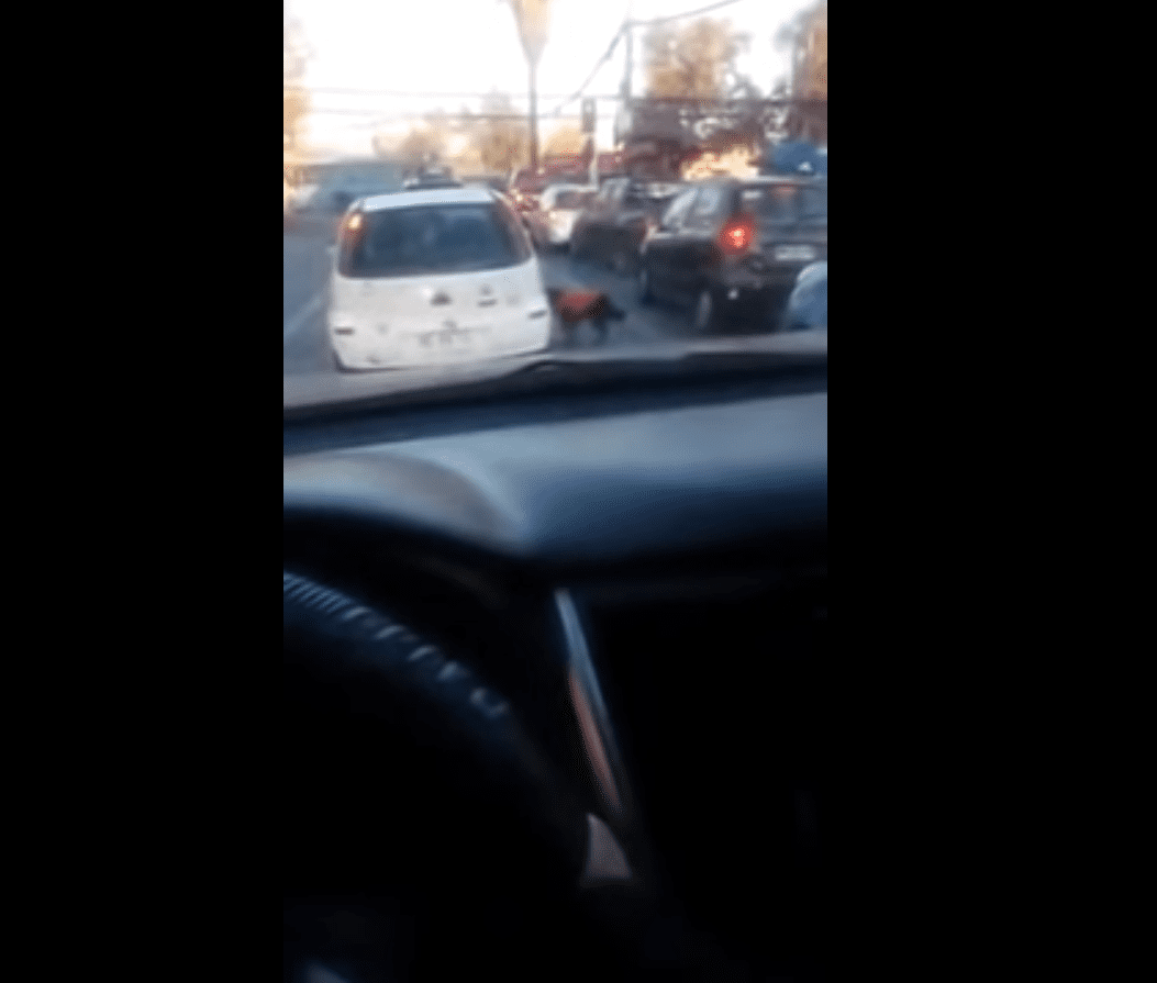 Captura del video en el que se puede apreciar al perro tratando de subir al auto. | Fuente: Facebook / Javiera Osorio