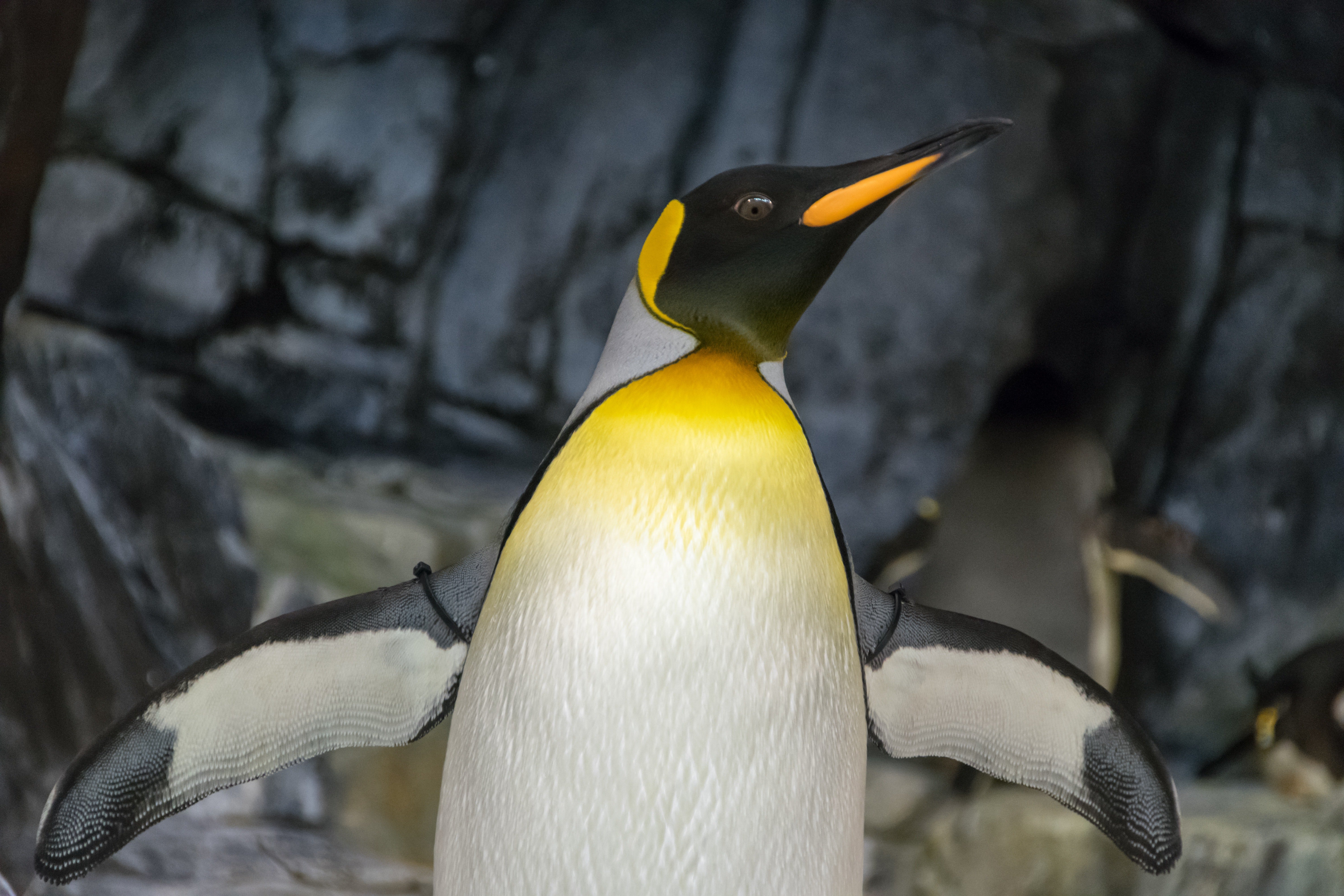A yellow and black penguin. | Photo: Pexels/ Uncoated