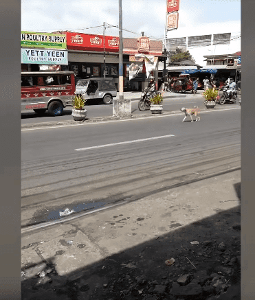 A street dog of a town in the Philippines barking at the vehicles after her puppy was hit by another vehicle. | Source: YouTube/Viral Press