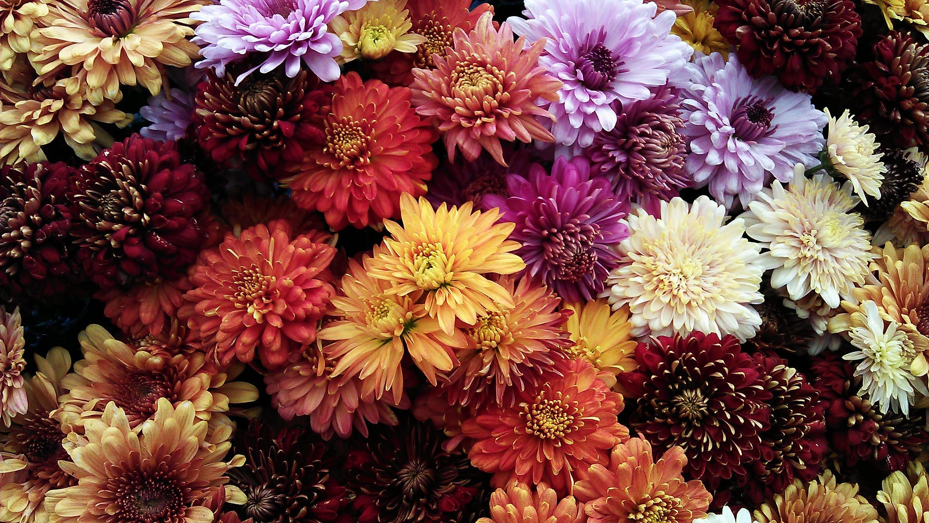 Des chrysanthèmes. | Photo : Pexels
