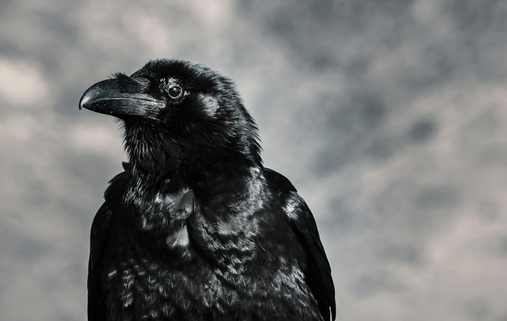 A black crow | Source: Pexels