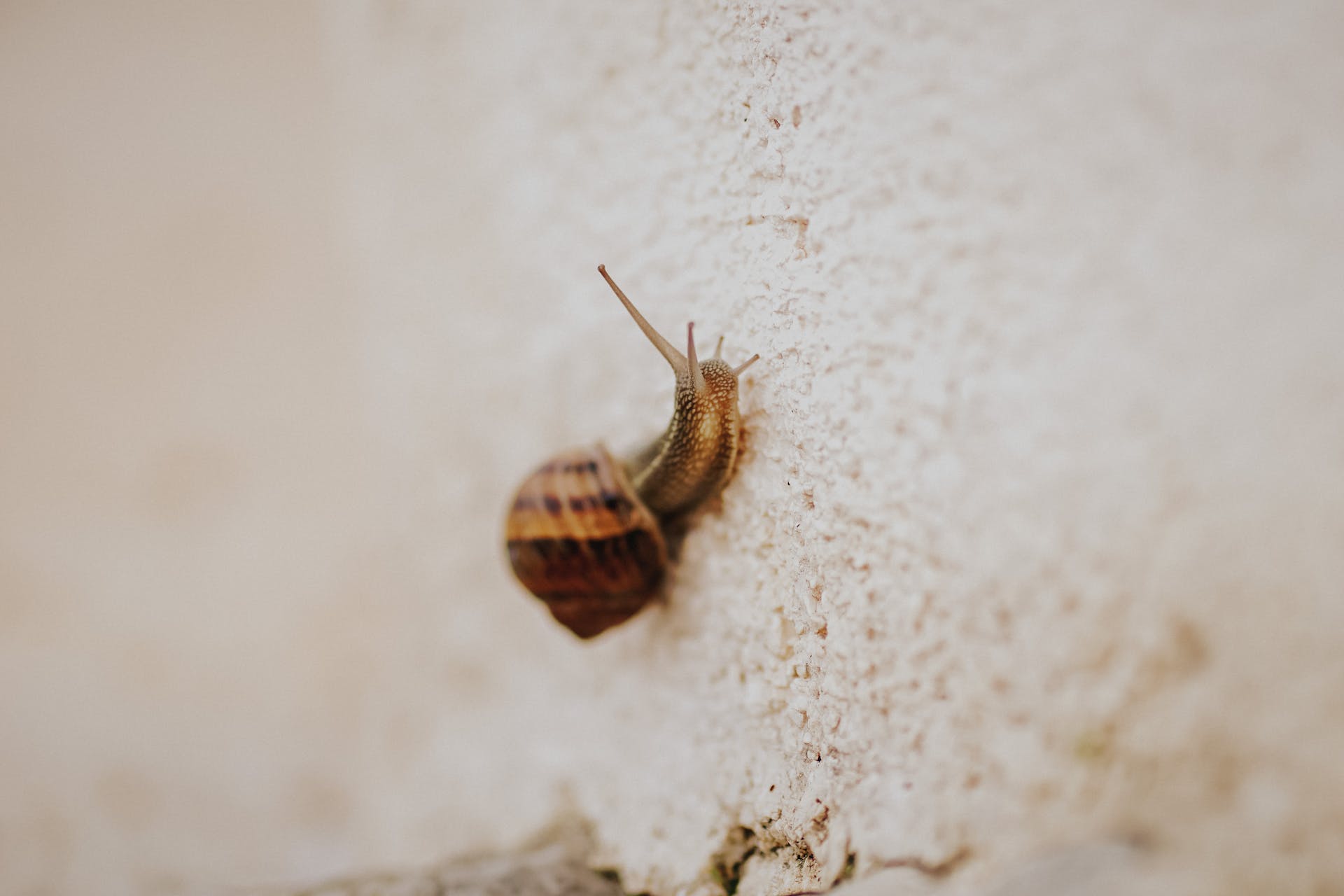 A snail on a wall | Source: Pexels