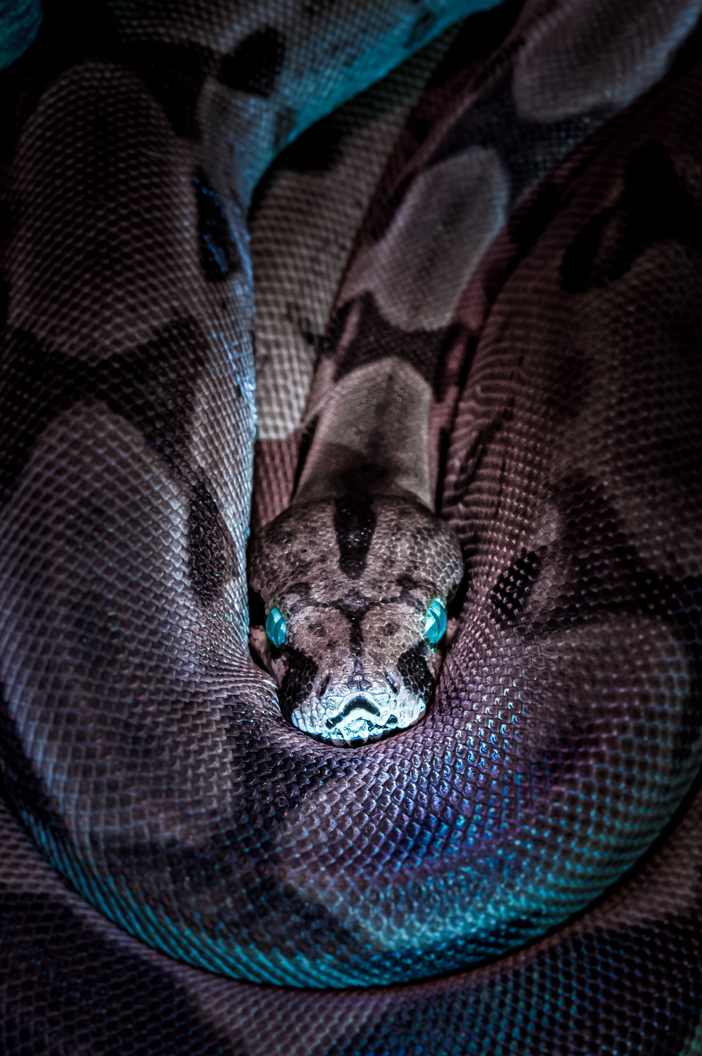 Snake | Unsplash 