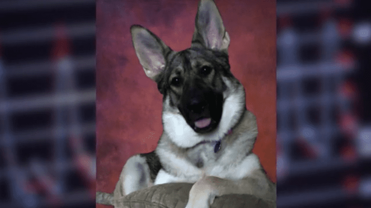 Le chien de Marie Trainer, Taylor | Photo : FOX 8 Nouvelles Cleveland Le chien de Marie Trainer, Taylor | Photo : FOX 8 Nouvelles Cleveland