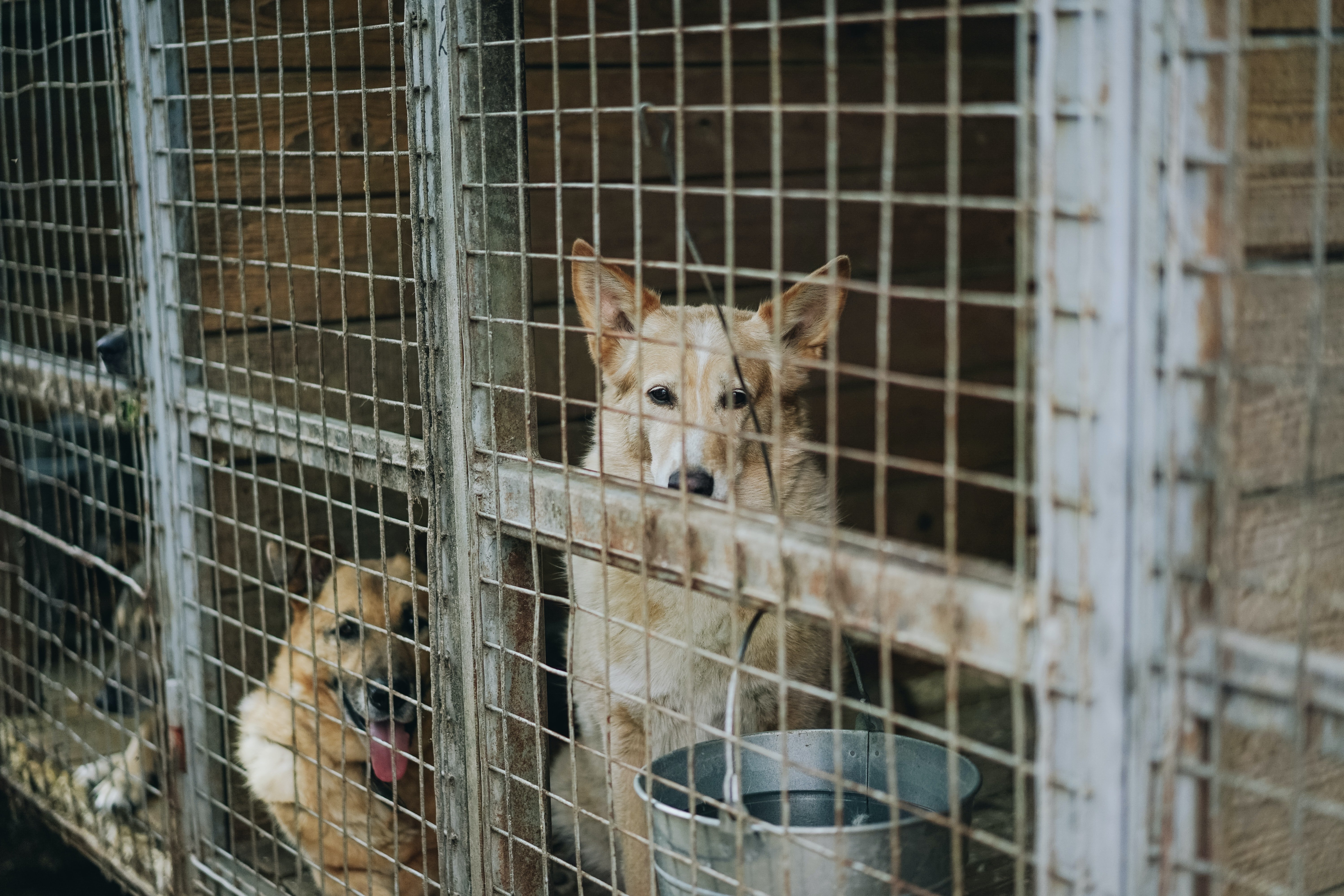Refugio de animales. | Foto: Unsplash