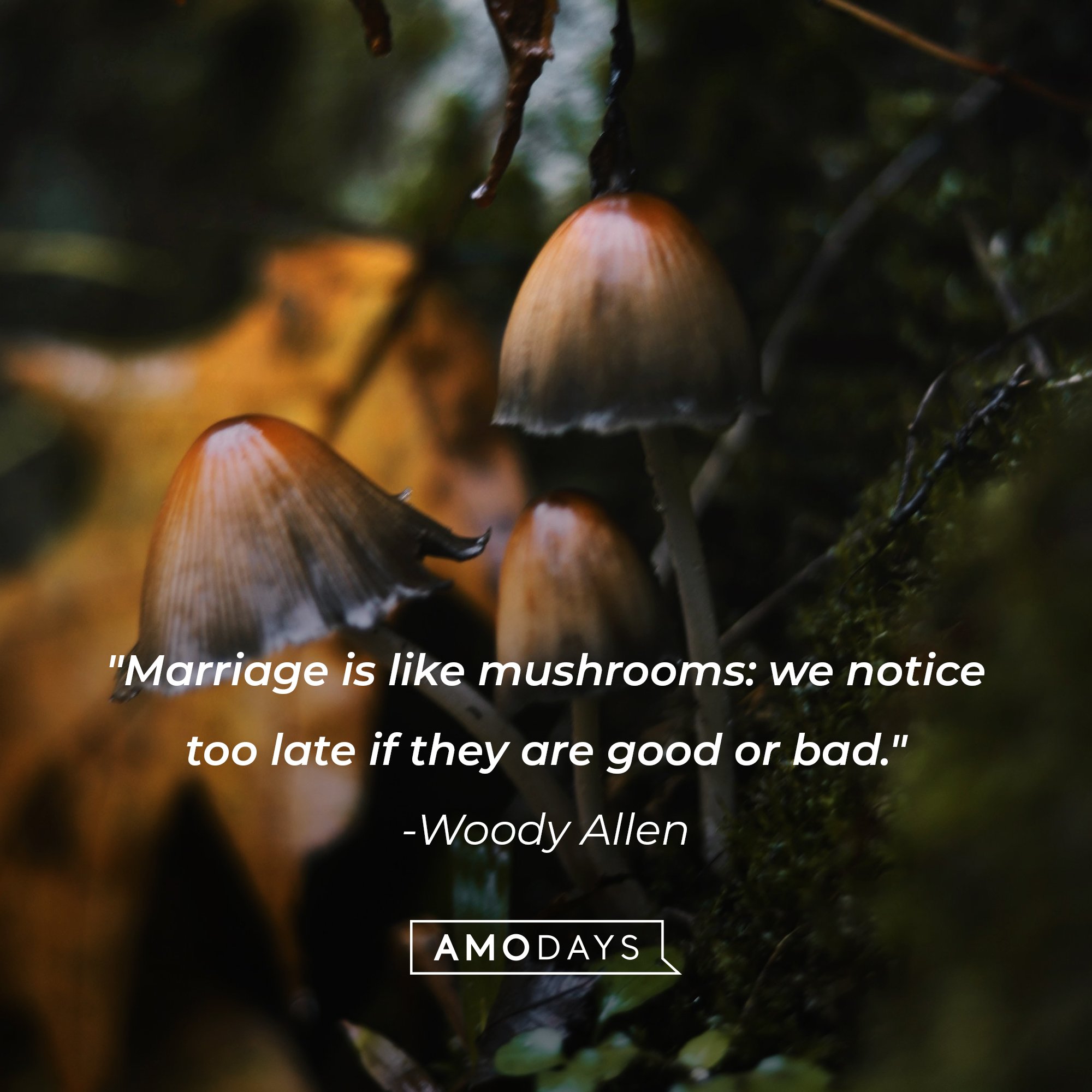  Woody Allen’s quote: "Marriage is like mushrooms: we notice too late if they are good or bad." | Image: AmoDays