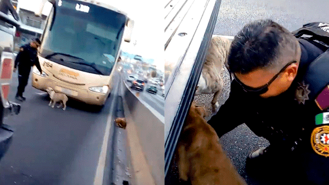 Policía rescatando a los perros| Foto: YouTube/Cendri Llion