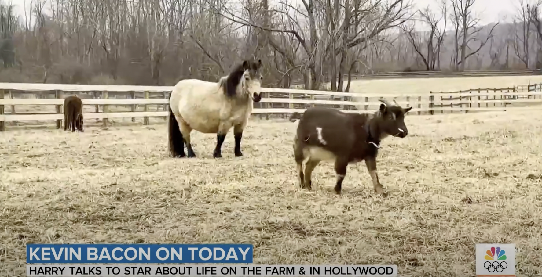 Animals on Kevin Bacon's farm | Source: YouTube/@TODAY