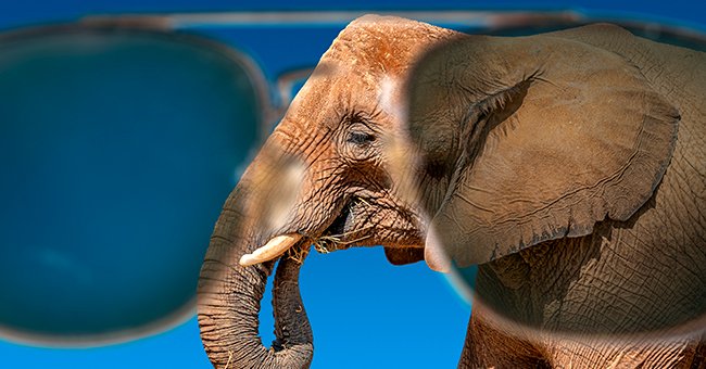 The tour guide asked the tourists to beware of elephants wearing sunglasses. | Photo: Shutterstock