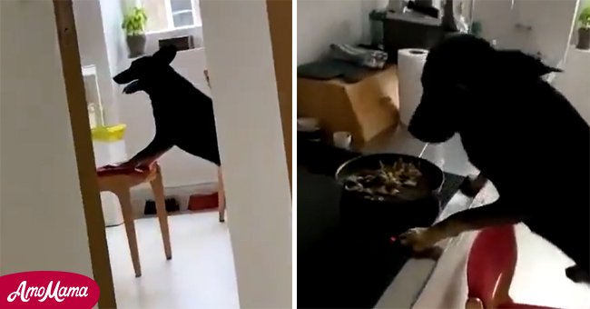 Gentleman Shares Hilarious Online video of a Dog Stealing Food stuff from the Kitchen