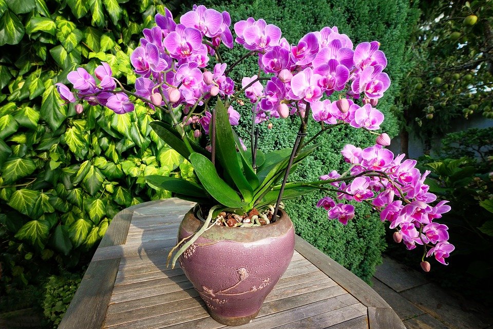 Des fleurs d'orchidée en plante d'intérieur. | Pixabay