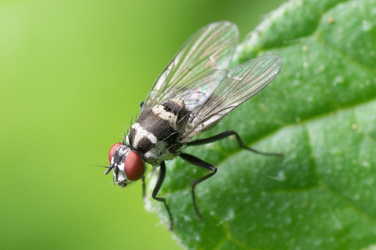 A fly | Photo: Pixabay
