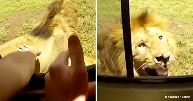 Foolhardy tourist tried to stroke a wild lion from her car and it almost led to tragedy