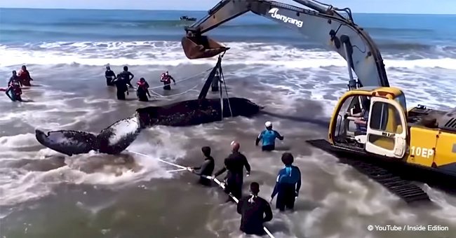 Brave rescuers spend nearly 28 hours getting huge whale back in the water (video)