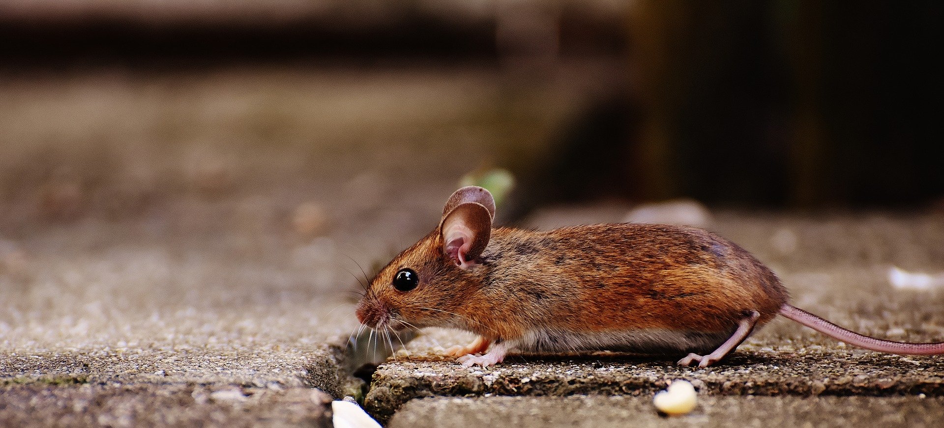 Raton. Fuente: Pixabay